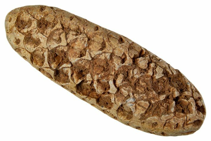 Fossil Cycadophyte Seed Cone - Boujdour, Morocco #339323